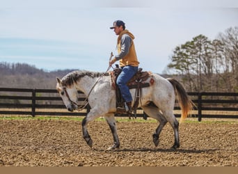American Quarter Horse, Gelding, 4 years, 14.3 hh, Gray
