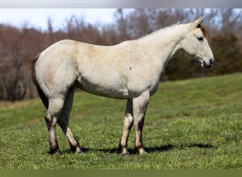 American Quarter Horse, Gelding, 4 years, 14.3 hh, Gray
