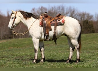 American Quarter Horse, Gelding, 4 years, 14.3 hh, Gray