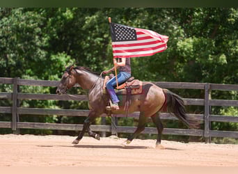 American Quarter Horse, Gelding, 4 years, 14.3 hh, Grullo