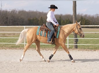 American Quarter Horse, Gelding, 4 years, 14.3 hh, Palomino