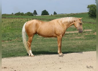 American Quarter Horse, Gelding, 4 years, 14.3 hh, Palomino