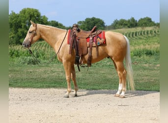 American Quarter Horse, Gelding, 4 years, 14.3 hh, Palomino