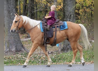 American Quarter Horse, Gelding, 4 years, 14.3 hh, Palomino