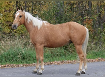 American Quarter Horse, Gelding, 4 years, 14.3 hh, Palomino