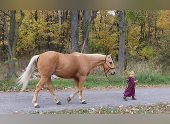 American Quarter Horse, Gelding, 4 years, 14.3 hh, Palomino