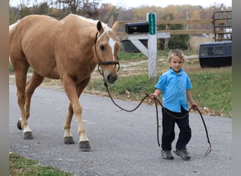 American Quarter Horse, Gelding, 4 years, 14.3 hh, Palomino