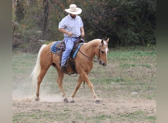American Quarter Horse, Gelding, 4 years, 14.3 hh, Palomino