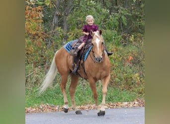 American Quarter Horse, Gelding, 4 years, 14.3 hh, Palomino