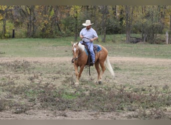 American Quarter Horse, Gelding, 4 years, 14.3 hh, Palomino