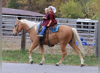 American Quarter Horse, Gelding, 4 years, 14.3 hh, Palomino