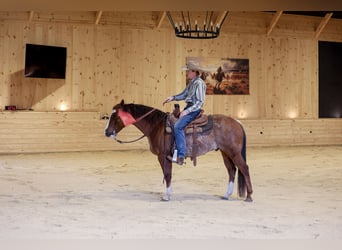 American Quarter Horse, Gelding, 4 years, 14.3 hh, Rabicano