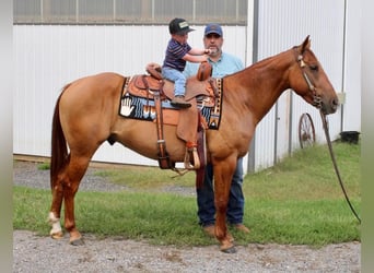 American Quarter Horse, Gelding, 4 years, 14.3 hh, Red Dun