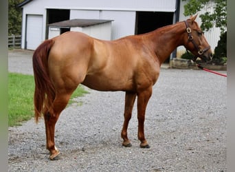 American Quarter Horse, Gelding, 4 years, 14.3 hh, Red Dun
