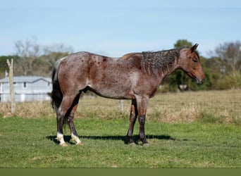 American Quarter Horse, Gelding, 4 years, 14,3 hh, Roan-Bay