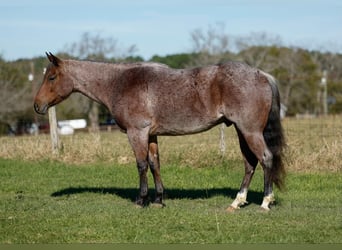 American Quarter Horse, Gelding, 4 years, 14,3 hh, Roan-Bay