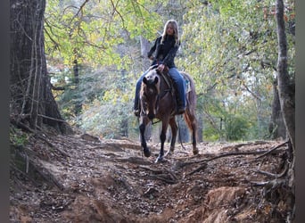 American Quarter Horse, Gelding, 4 years, 14,3 hh, Roan-Bay