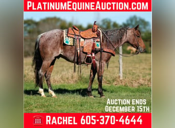 American Quarter Horse, Gelding, 4 years, 14,3 hh, Roan-Bay