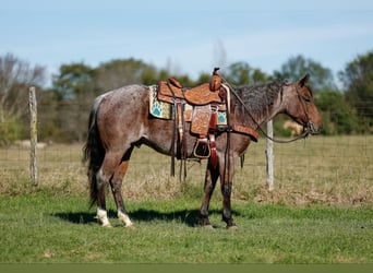 American Quarter Horse, Gelding, 4 years, 14,3 hh, Roan-Bay