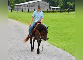 American Quarter Horse, Gelding, 4 years, 14,3 hh, Roan-Blue