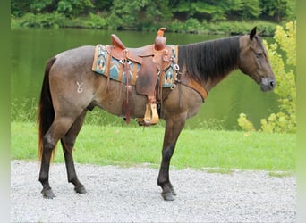 American Quarter Horse, Gelding, 4 years, 14,3 hh, Roan-Blue