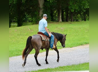 American Quarter Horse, Gelding, 4 years, 14,3 hh, Roan-Blue