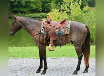 American Quarter Horse, Gelding, 4 years, 14,3 hh, Roan-Blue