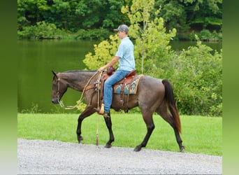 American Quarter Horse, Gelding, 4 years, 14,3 hh, Roan-Blue