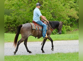 American Quarter Horse, Gelding, 4 years, 14,3 hh, Roan-Blue