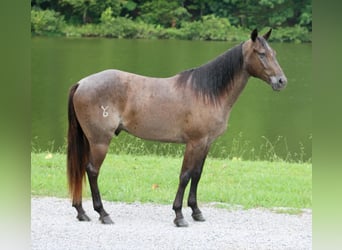 American Quarter Horse, Gelding, 4 years, 14,3 hh, Roan-Blue