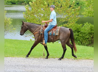 American Quarter Horse, Gelding, 4 years, 14,3 hh, Roan-Blue