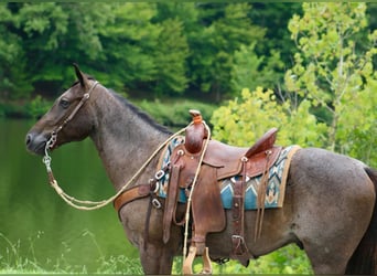 American Quarter Horse, Gelding, 4 years, 14,3 hh, Roan-Blue