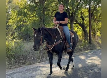 American Quarter Horse, Gelding, 4 years, 14.3 hh, Roan-Blue