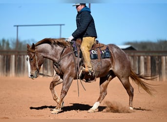 American Quarter Horse, Gelding, 4 years, 14.3 hh, Roan-Red