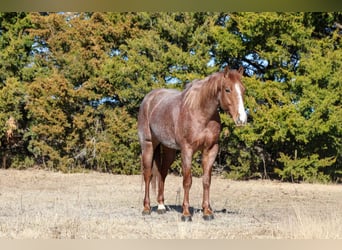 American Quarter Horse, Gelding, 4 years, 14.3 hh, Roan-Red