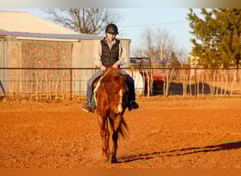 American Quarter Horse, Gelding, 4 years, 14.3 hh, Roan-Red