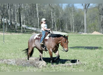American Quarter Horse, Gelding, 4 years, 14.3 hh, Roan-Red
