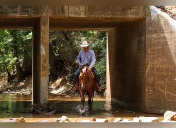 American Quarter Horse, Gelding, 4 years, 14.3 hh, Roan-Red