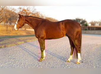 American Quarter Horse, Gelding, 4 years, 14.3 hh, Sorrel