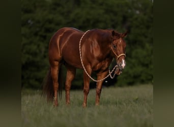 American Quarter Horse, Gelding, 4 years, 14.3 hh, Sorrel