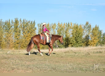 American Quarter Horse, Gelding, 4 years, 14,3 hh, Sorrel