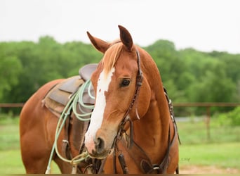 American Quarter Horse, Gelding, 4 years, 14.3 hh, Sorrel
