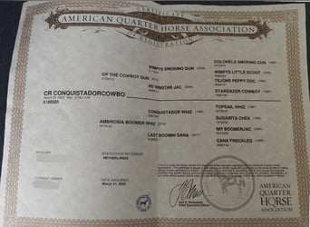 American Quarter Horse, Gelding, 4 years, 14 hh, Bay-Dark
