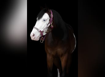 American Quarter Horse, Gelding, 4 years, 14 hh, Bay-Dark