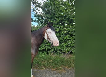 American Quarter Horse, Gelding, 4 years, 14 hh, Bay-Dark