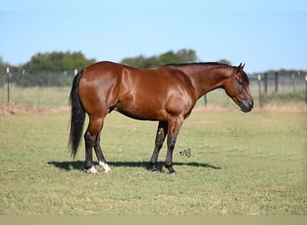 American Quarter Horse, Wallach, 4 Jahre, 14 hh, Rotbrauner