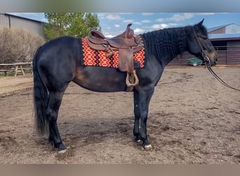 American Quarter Horse, Gelding, 4 years, 14 hh, Black