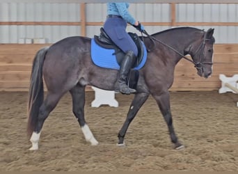 American Quarter Horse, Gelding, 4 years, 14 hh, Black