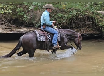 American Quarter Horse, Gelding, 4 years, 14 hh, Black