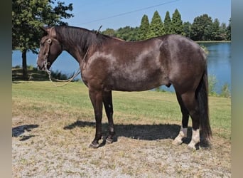 American Quarter Horse, Gelding, 4 years, 14 hh, Black